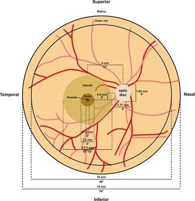 Frontiers Patterning and Development of Photoreceptors in the